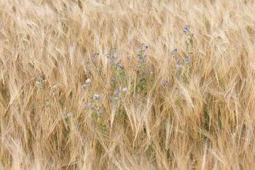 Weed with blue flowers in a rye field