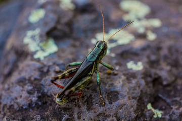 grasshopper on a rock