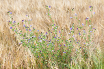 Weed with blue flowers in a rye field