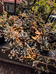 Succulent plant close up