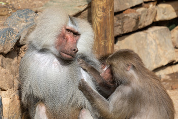 Paviane bei der Körperpflege