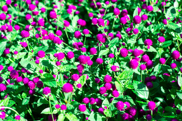 Pink phlox subulata flowers background. purple small flowers in the garden