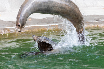 Akrobatische Seelöwen im Zoo