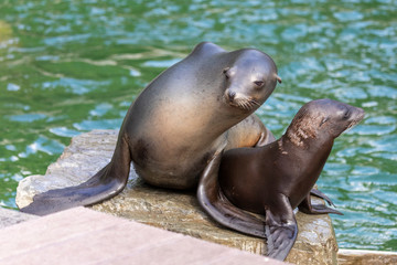 Naklejka premium Seehund Mama mit Nachwuchs