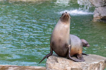 Seelöwe wirft sich in Pose