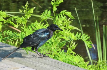 Blue jackdaw near the river in Florida nature, closeup