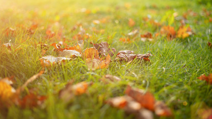 autumn leaves on the green grass in the sunset rays of the sun
