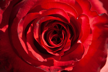 red fresh rose close-up. macro. flower petals