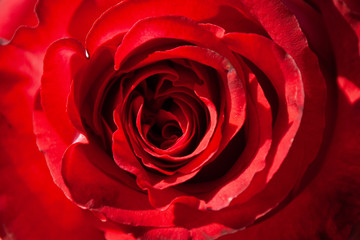 red fresh rose close-up. macro. flower petals