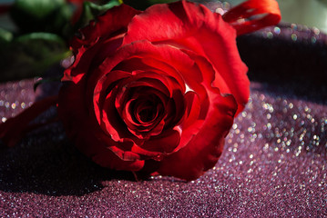 red fresh rose close-up. macro. flower petals