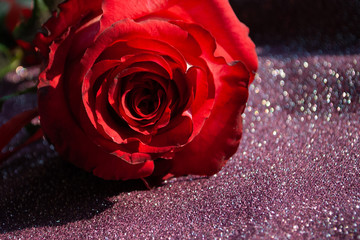 red fresh rose close-up. macro. flower petals