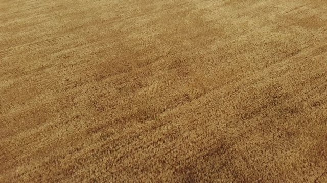 Drone video flying about 100 feet or 30 metres above a vast mature fall wheat field that is ready for harvesting and blowing in a light wind.  The direction of movement is at an angle of 45 degrees.