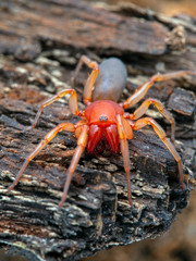 brightly colored woodlouse spider, Dysdera crocata, facing the camera on bark. Vertical. These spiders have very long fangs and six eyes rather than eight