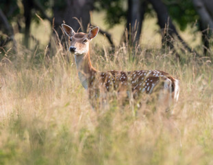 An adult hind fallow deer in long grass taken early morning