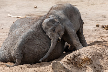 Elefantenbaby sagt steh auf Mama