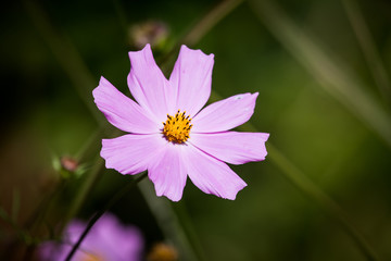 Obraz premium Mexican Aster (Cosmos bipinnatus)