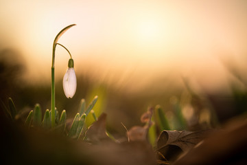 Schneegl&ouml;ckchen