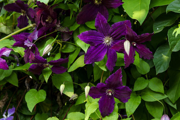 Beautiful blossoming violet clematis in a garden, horizontal orientation