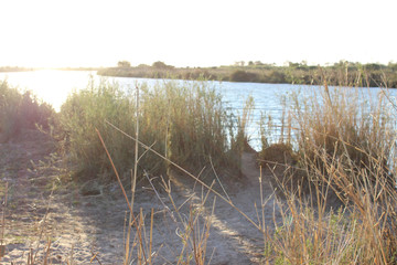 reeds in lake