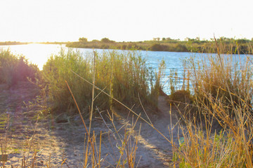 reeds in lake