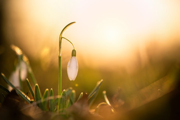 Schneegl&ouml;ckchen