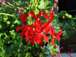 Red geraniums flower - close-up view 