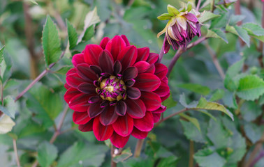 Beautiful flowers of red dahlia on a bush in the garden.