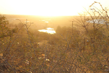 sunset in the forest