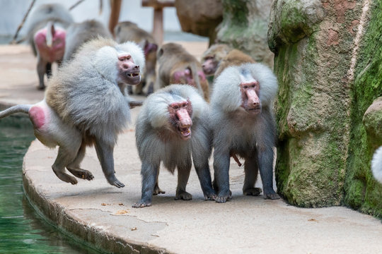 Wilde Horde von Pavianen