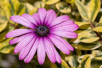 Fototapeta premium Polarstern Blüte im Garten