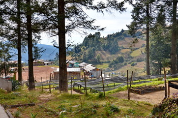 Oyamel fir trees growing at El Rosario for Reforestation. Monarch Butterflies congregate on Oyamel fir trees in Mexico.