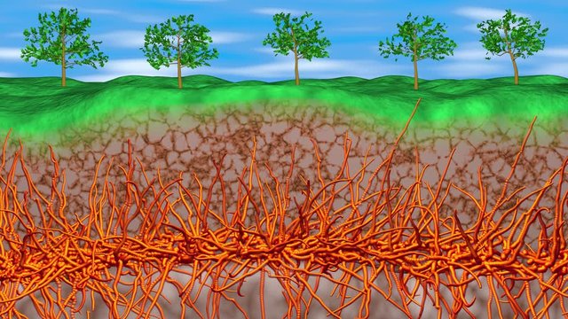 Mycelium network spreading underground . 3d animation .