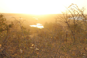 sunset in the forest