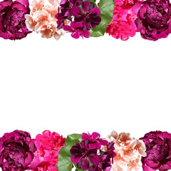 Beautiful floral background of pelargonium and peonies. Isolated