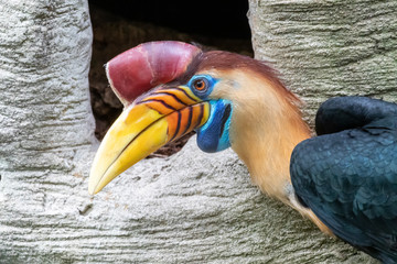 Helmhornvogel vor Baumnest © scaleworker