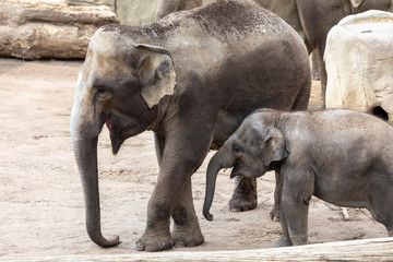 Fototapeta na wymiar Elefantenmama mit Nachwuchs