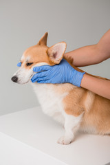 veterinarian examines a Corgi dog in medical gloves on a light background, close-up, space for text