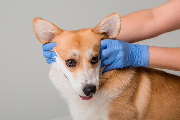 veterinarian examines a Corgi dog in medical gloves on a light background, close-up, space for text