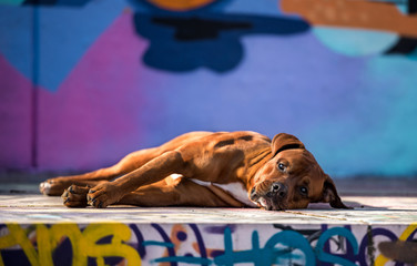 Graffiti Hund