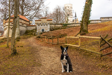 Border Collie in front of Lichtenstein