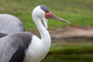 Klunkerkranich Portrait