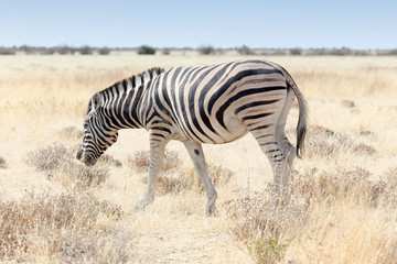 Fototapeta na wymiar A zebra in etosha national park