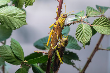 Heuschrecken klammern sich aneinander
