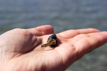 Crab hermit in a woman’s hand, Black Sea, Kinburn Spit.