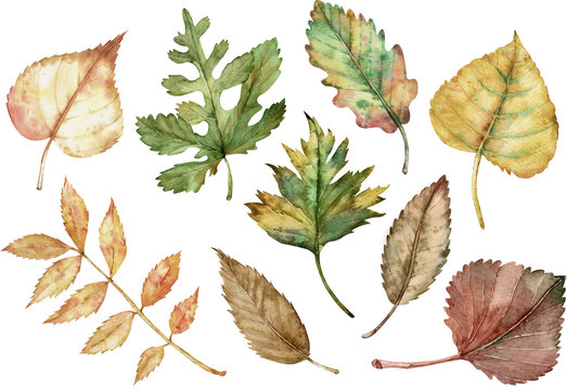 Watercolor illustration of autumn leaves isolated on the white background. Fall clipart.