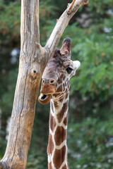 Netzgiraffe Portrait