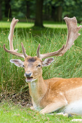Naklejka na ściany i meble Male Fallow Deer in UK National Park