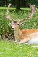 Naklejka na ściany i meble Male Fallow Deer in UK National Park