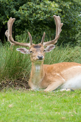 Male Fallow Deer in UK National Park