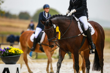 Horse dressage (dressage horse) in the rain on a dressage competition in a test with rider..